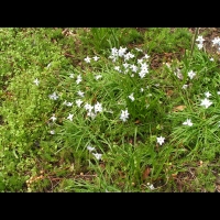 Crepis vesicaria subsp Stellata (fam. Asteracees) (Rg mediterraneennes) (1)